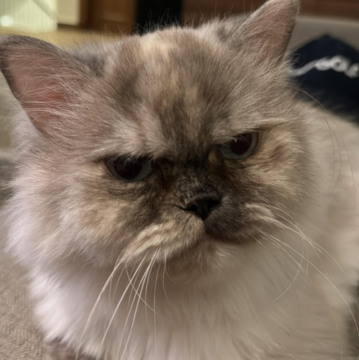 Emma The Cat
