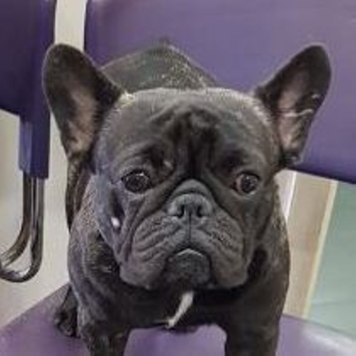 Ms Jackson The Frenchie