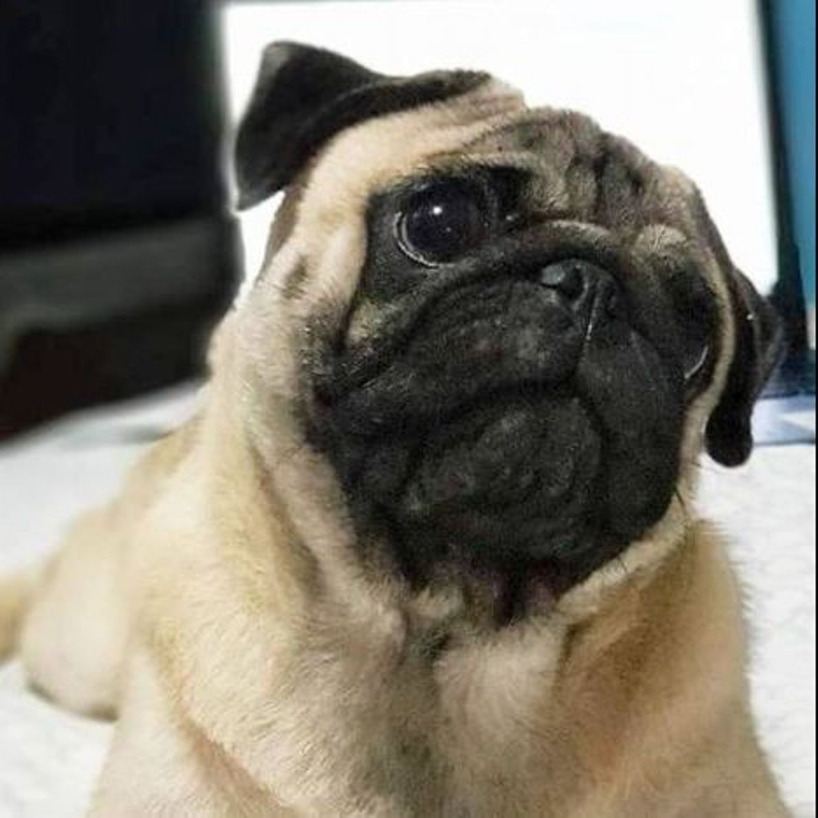 Tatsu The Pug