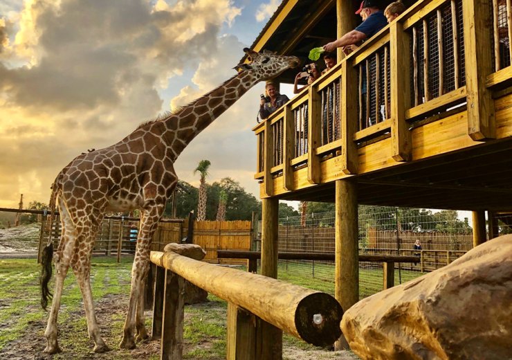 SAFARI: Giraffe Feeding Encounter