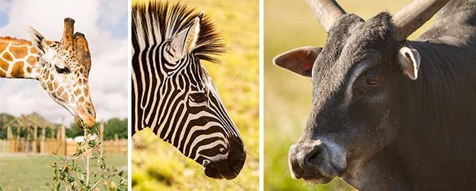 Safari Park