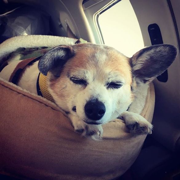 Bandit Johnson