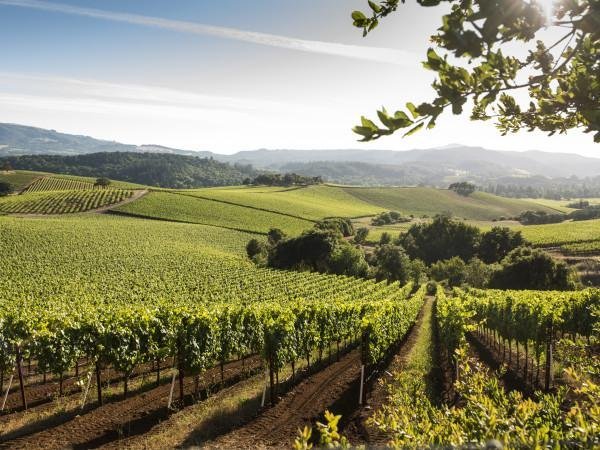 An Evening in Wine Country