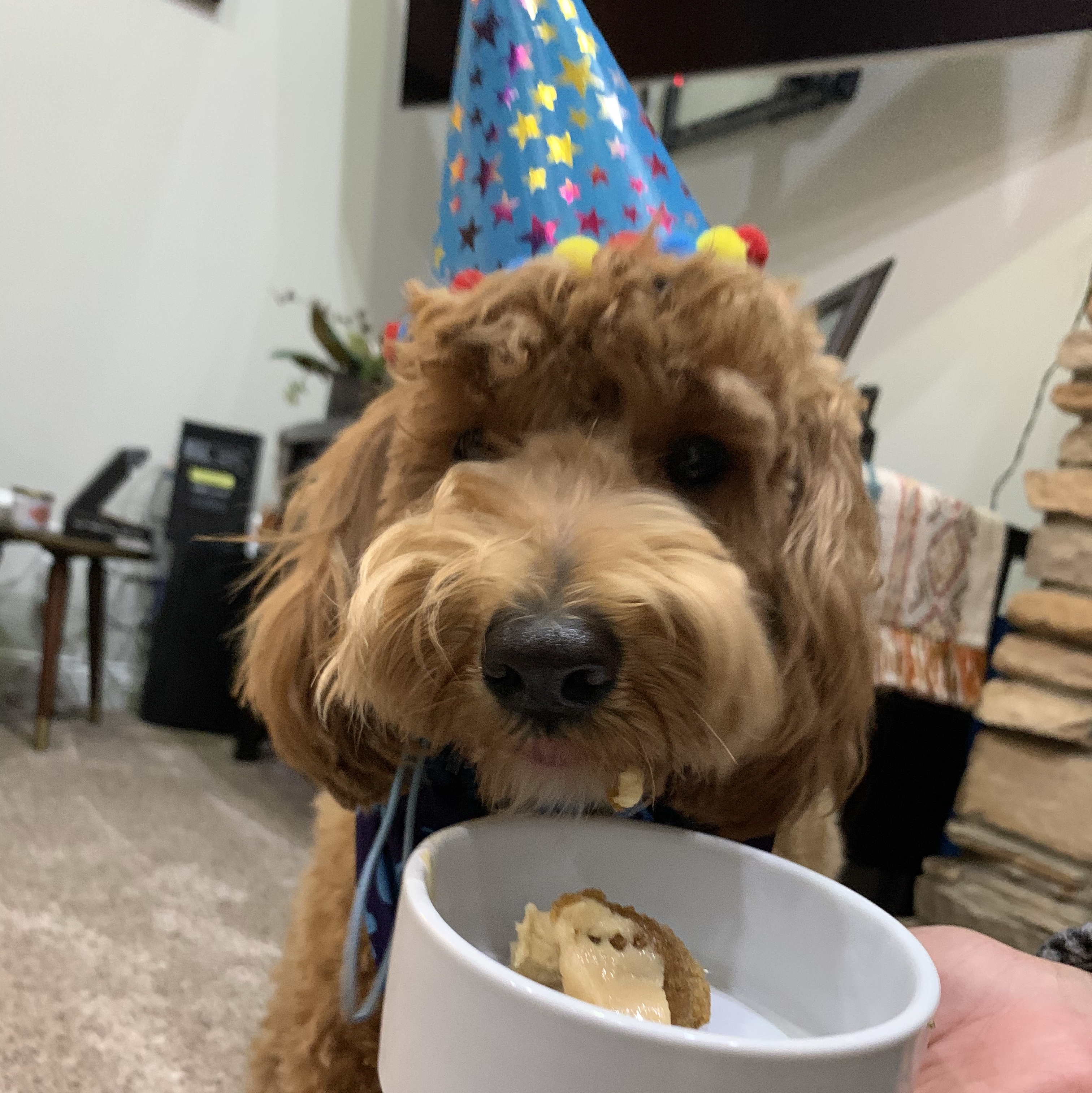 Newest Addition: Mylo