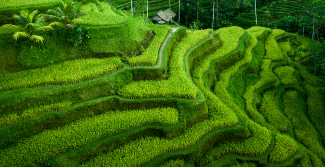 Bali Information