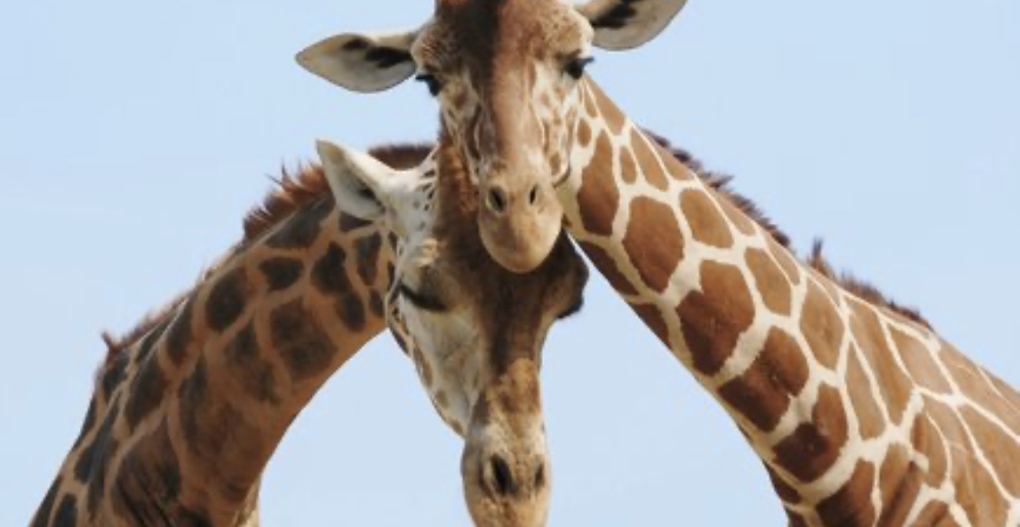 frequently asked questions