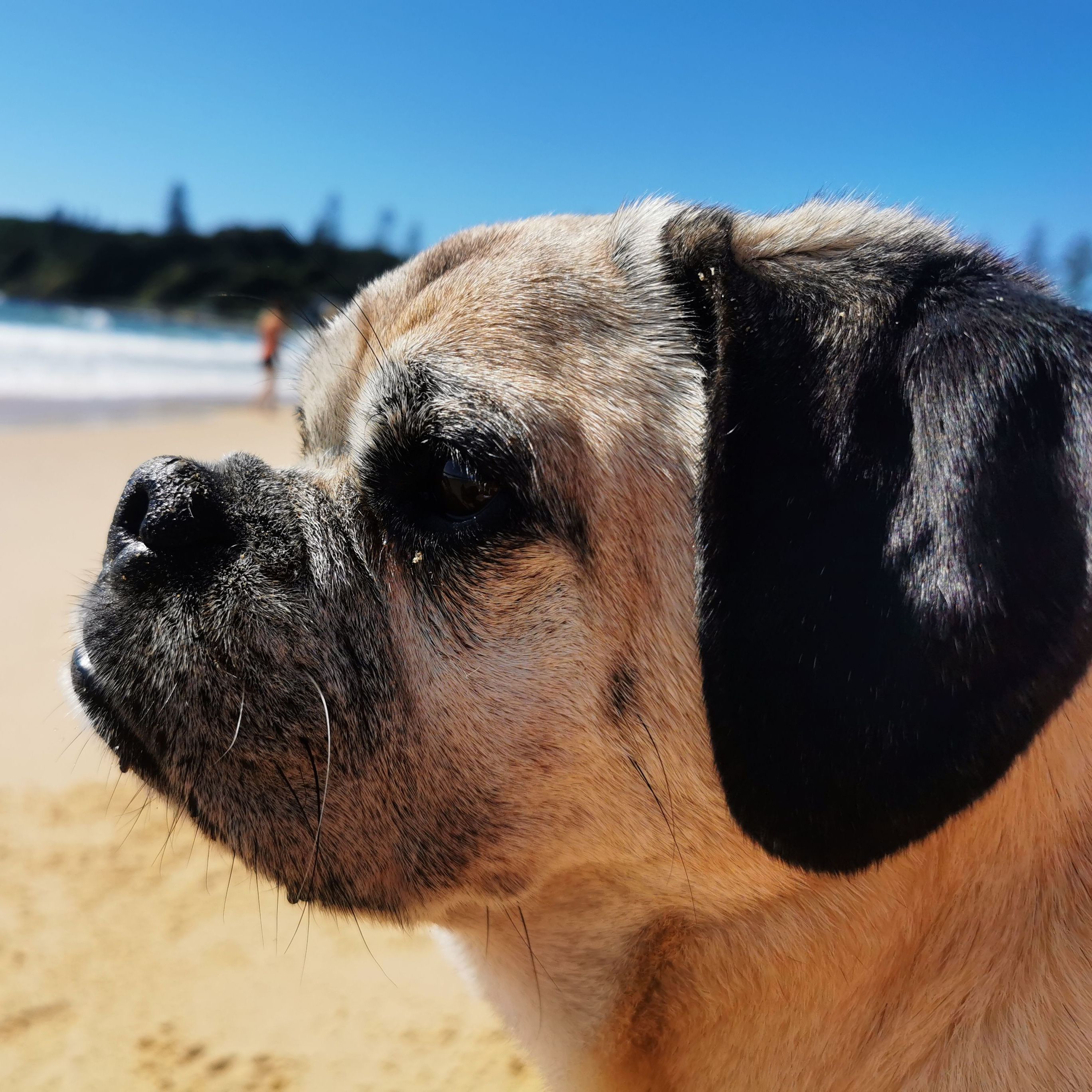 Buddington