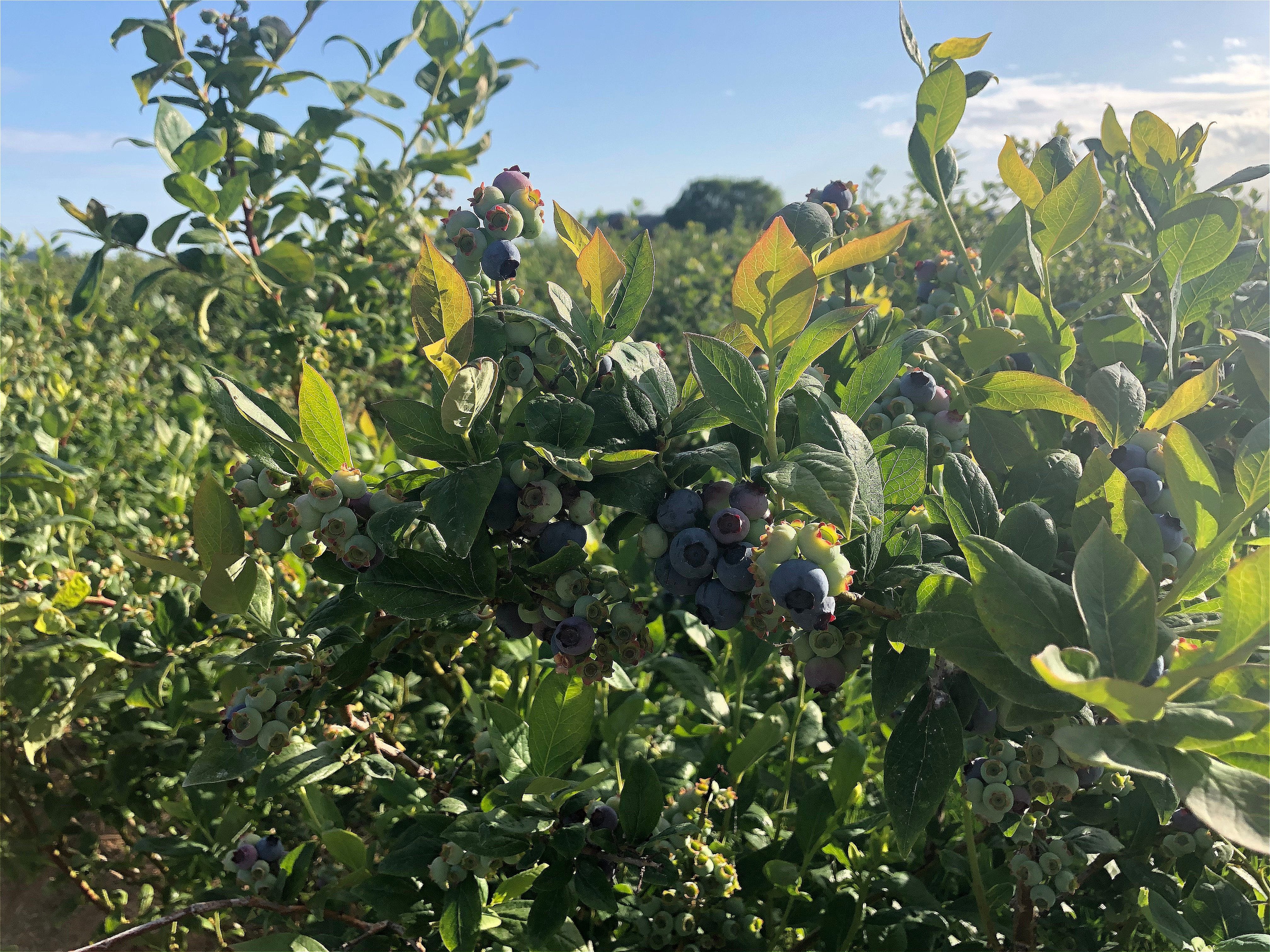 Bancy Farms, Delta, British Columbia 