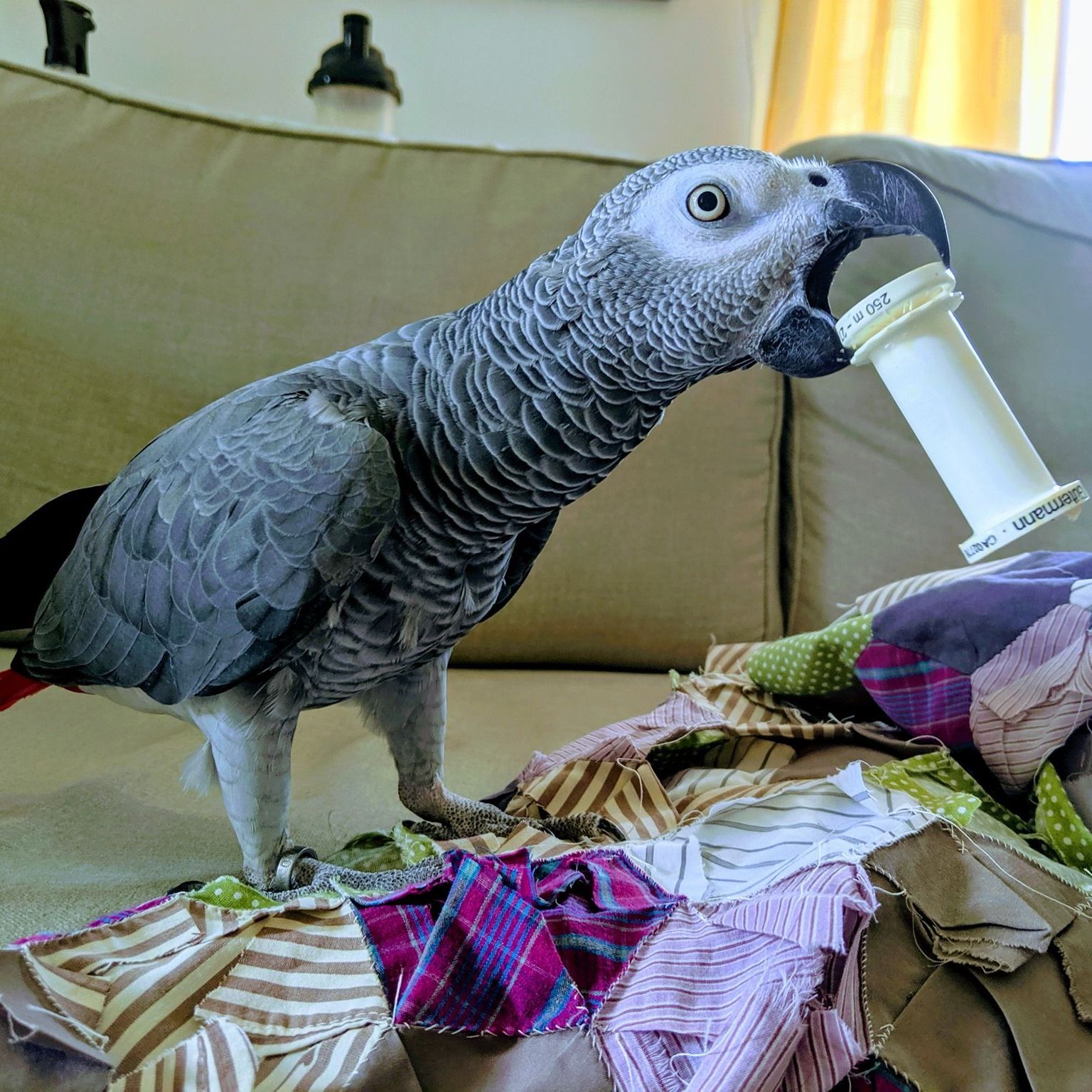 Archie Bird